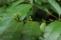 Excoecaria cochinchinensis